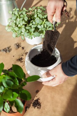 Bahçe, evde dikim. adam taşındıktan ficus houseplant