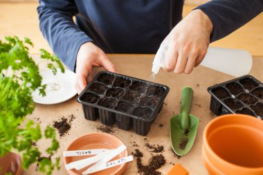 Bahçe, evde dikim. tohum çimlenme kutusunda Ekim adam