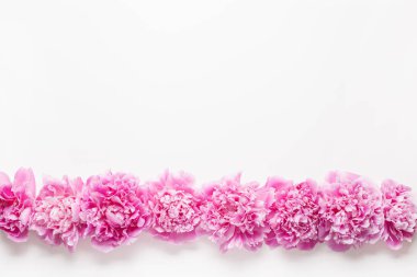 Güzel pembe şakayık çiçeği arka planı