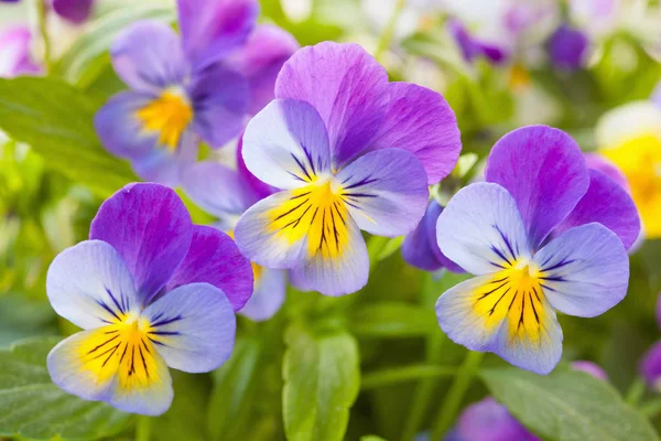 Schöne Stiefmütterchen Sommerblumen im Garten — Stockfoto