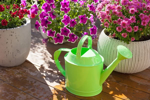 Beautiful summer flowers in flowerpots in garden. chrysanthemum, — Stock Photo, Image