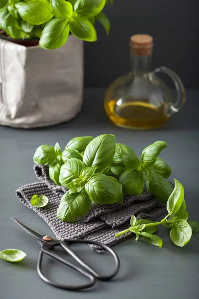 Foglie verdi di basilico fresco — Foto Stock