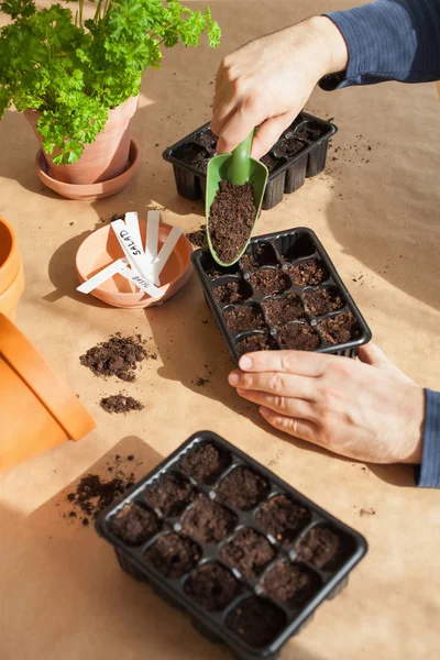 Jardinagem, plantio em casa. homem semeando sementes em caixa de germinação — Fotografia de Stock