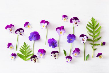 güzel pansy yaz çiçekleri beyaz flatlay