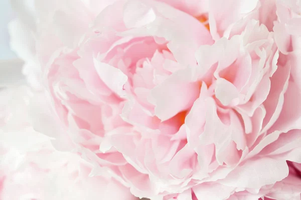 Beautiful pink peony flower background — Stock Photo, Image