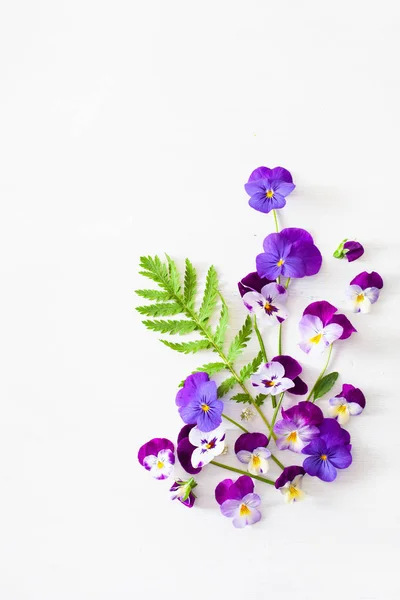 Beautiful pansy summer flowers flatlay on white — Stock Photo, Image