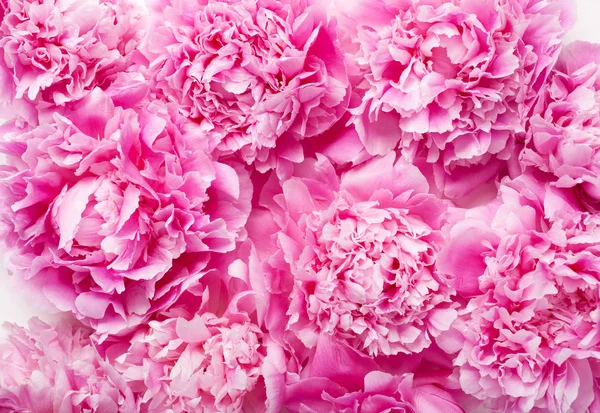 Güzel pembe şakayık çiçeği arka planı