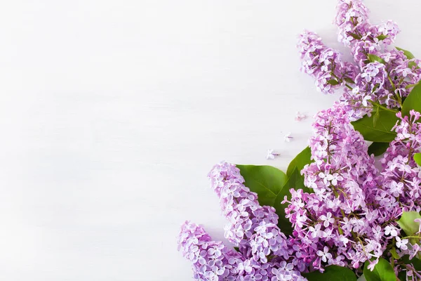Красиві бузкові квіти на білому тлі — стокове фото