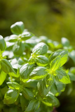 Bahçedeki saksıda taze fesleğen