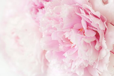 Güzel pembe şakayık çiçeği arka planı