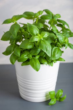 Taze fesleğen bitki tencerede