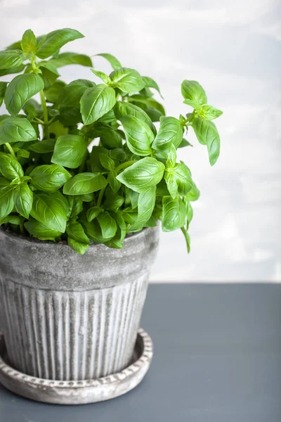 Fresh basil herb in pot — Stock Photo, Image