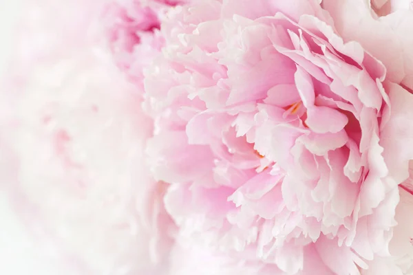 Schöne rosa Pfingstrose Blume Hintergrund — Stockfoto