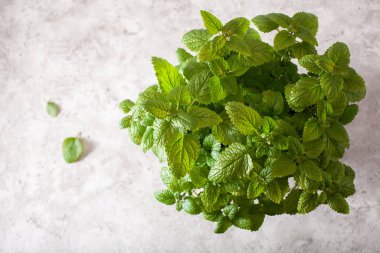 saksıda limon merhemi (melissa) otu