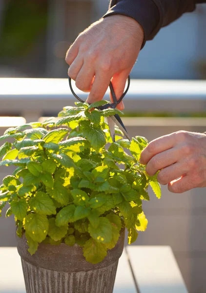 Tuinman plukken citroenmelisse (melissa) in bloempot op balkon — Stockfoto