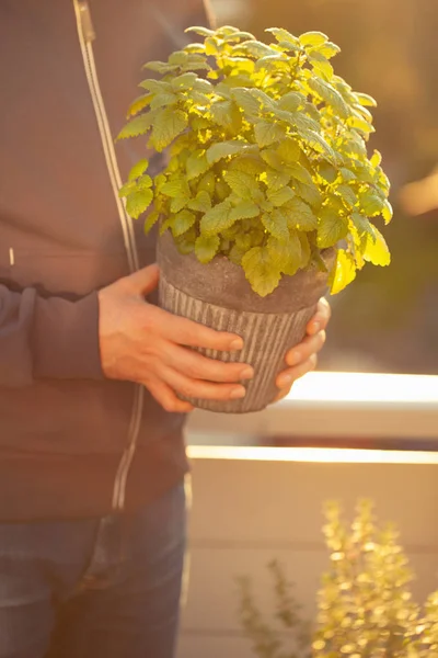 Tuinman Holding citroenmelisse (Melissa) in bloempot op balkon — Stockfoto