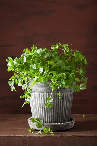 Hierba cilantro fresca en maceta — Foto de Stock