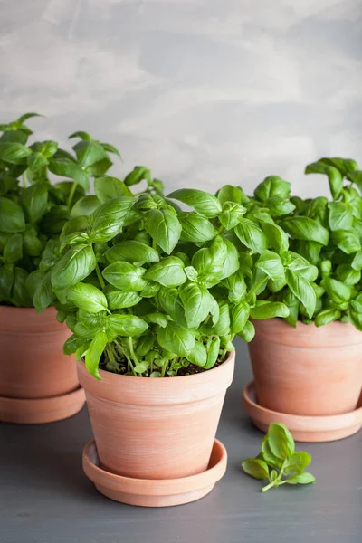 Fresh basil herb in terracotta flowerpot — Stock Photo, Image