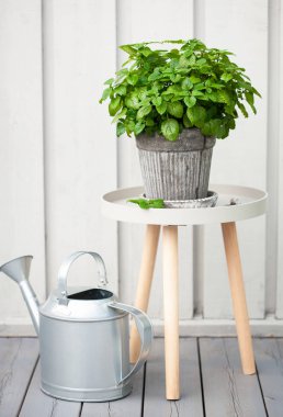 balkonda saksıda limon merhemi (melissa) ot