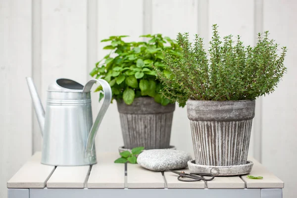 Melisse und Thymiankraut im Blumentopf auf dem Balkon — Stockfoto