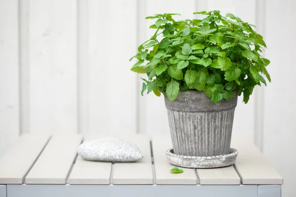 Melisse (Melisse) Kräuter im Blumentopf auf dem Balkon — Stockfoto