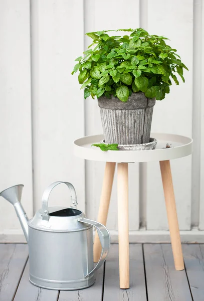 balkonda saksıda limon merhemi (melissa) ot