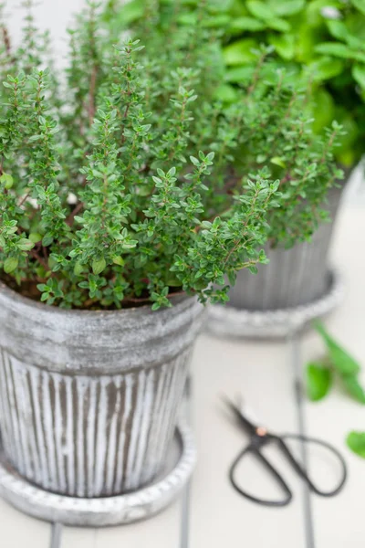 balkonda saksılimon merhem (melissa) ve kekik otu