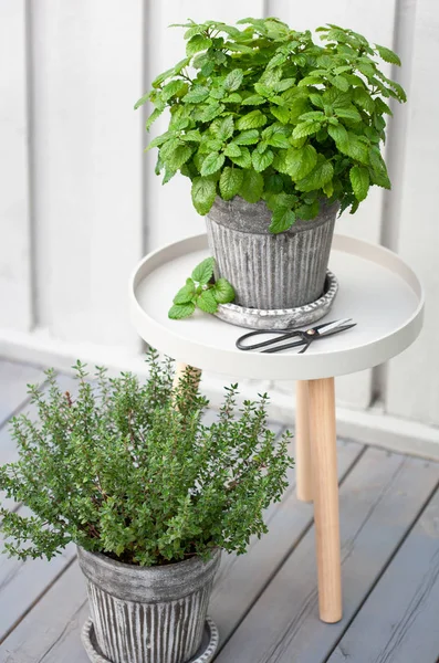 balkonda saksılimon merhem (melissa) ve kekik otu