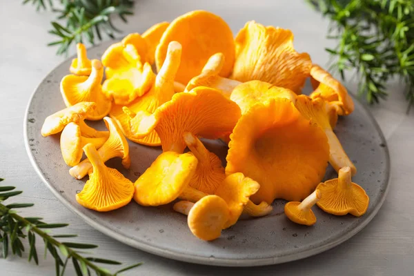 gri arka plan üzerinde ham taze Cantharellus cibarius mantar