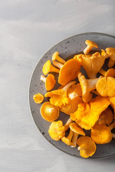 gri arka plan üzerinde ham taze Cantharellus cibarius mantar