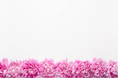 Güzel pembe şakayık çiçeği arka planı