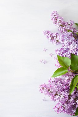 Beyaz arka planda güzel leylak çiçekleri