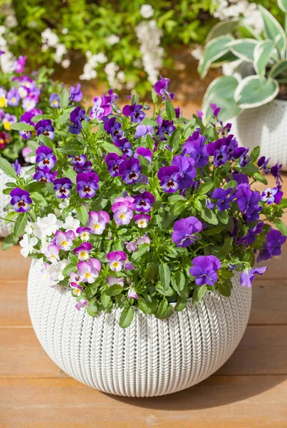 Hermosas Flores Verano Macetas Jardín —  Fotos de Stock