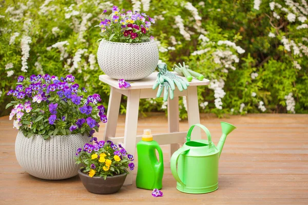 Mooie Pansy Zomerbloemen Tuin Gieter Gereedschap — Stockfoto