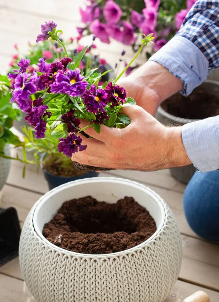 Homem Jardineiro Plantio Pansy Flores Lavanda Vaso Flores Jardim Terraço — Fotografia de Stock