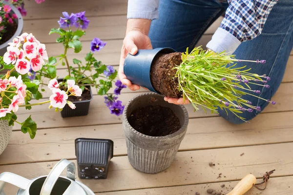 Homem Jardineiro Plantio Pansy Flores Lavanda Vaso Flores Jardim Terraço — Fotografia de Stock