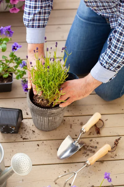 Man Trädgårdsmästare Plantering Pansy Lavendel Blommor Blomkruka Trädgården Terrass — Stockfoto