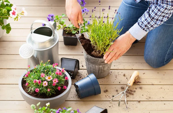 Man Trädgårdsmästare Plantering Pansy Lavendel Blommor Blomkruka Trädgården Terrass — Stockfoto