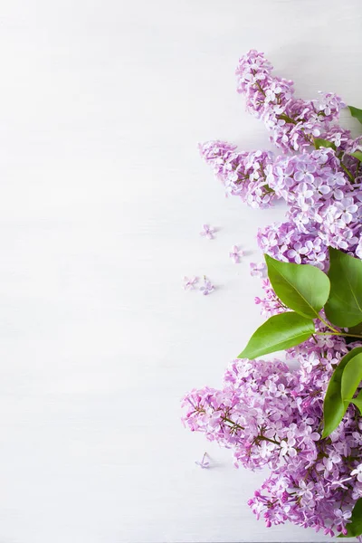 Hermosas Flores Lila Sobre Fondo Blanco —  Fotos de Stock