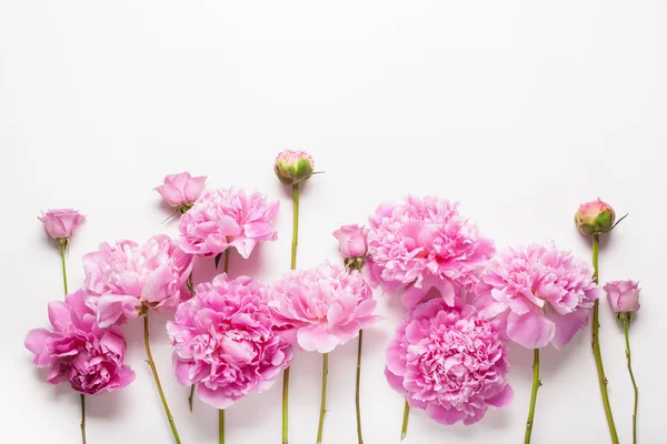 美しいピンク牡丹の花の背景 — ストック写真