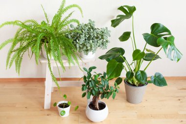houseplants fittonia, monstera, nephrolepis and ficus microcarpa ginseng in white flowerpots clipart