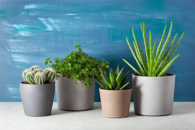 yeşil bitkiler kaktüs sulu aloe vera, gasteria duval, pilea depresisa, parodia warasii