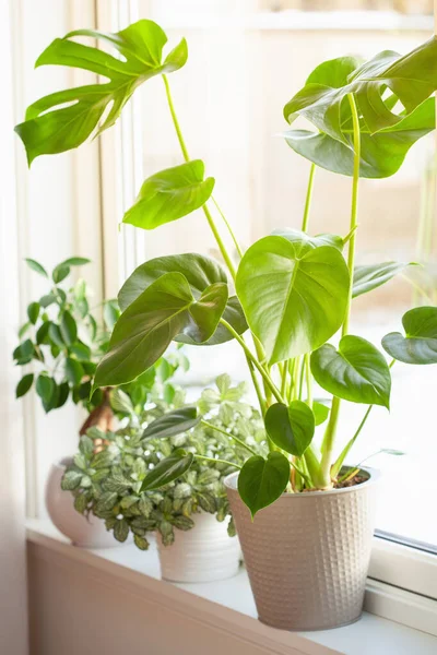 Groene Kamerplanten Fittonia Monstera Ficus Microcarpa Ginseng Witte Bloempotten Venster — Stockfoto