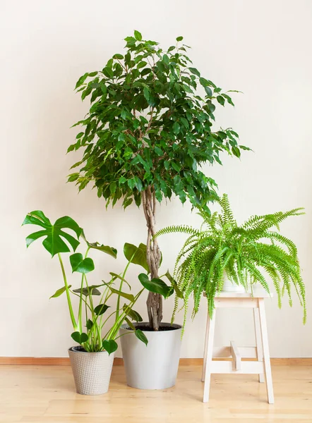 Tanaman Rumah Monstera Nephrolepis Dan Ficus Benjamina Dalam Pot Bunga — Stok Foto