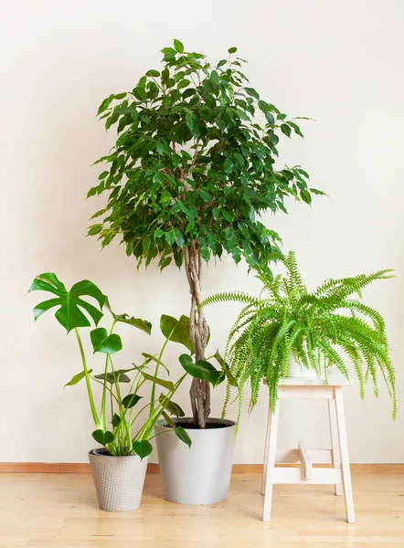 Houseplants Monstera Nephrolepis Ficus Benjamina Flowerpots — Stock Photo, Image