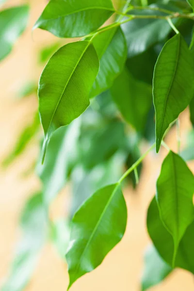 Ficus Benjamina Planta Interior Verde Grande —  Fotos de Stock