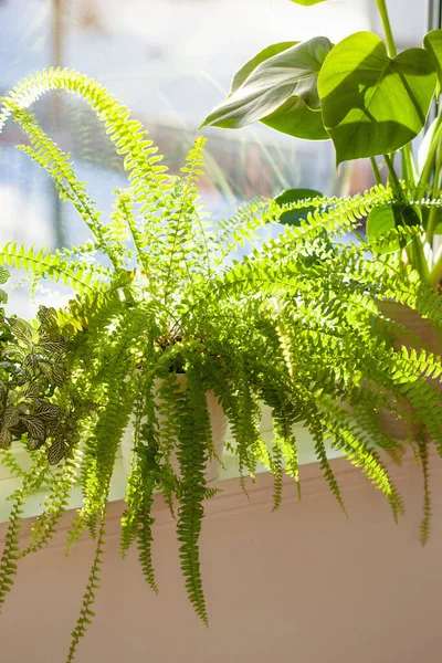 Grüne Zimmerpflanzen Fittonia Nephrolepis Und Monstera Weißen Blumentöpfen Fenster — Stockfoto