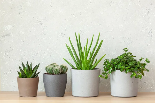 Vihreät Huonekasvit Mehukas Aloe Vera Gasteria Duval Pilea Depressa — kuvapankkivalokuva