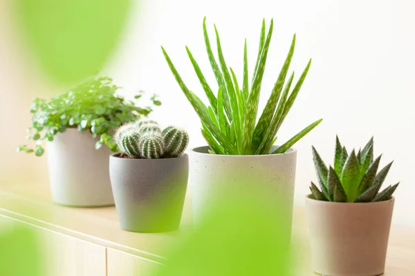 Piante Appartamento Verdi Cactus Succulente Aloe Vera Gasteria Duval Pilea — Foto Stock