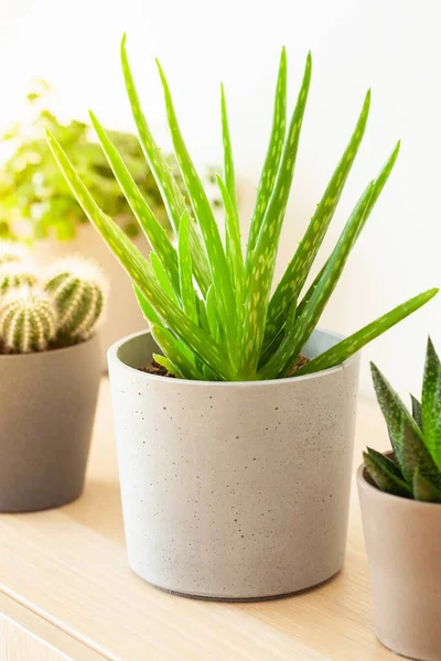 Piante Appartamento Verdi Cactus Succulente Aloe Vera Gasteria Duval Pilea — Foto Stock